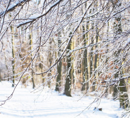 Nice winter landscape