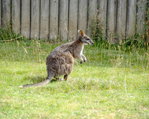 Barrats Wallaby © CharnwoodPhoto