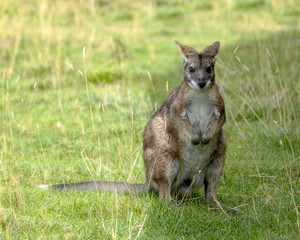 Barrats Wallaby