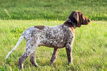 german shorthaired pointer, german kurtshaar one spotted puppy stand up with head up, profile photo, against the background of green grass, sunny