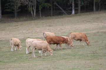 Naklejka na ściany i meble Light brown colored cows gathering in a small pasture at the end of summer.