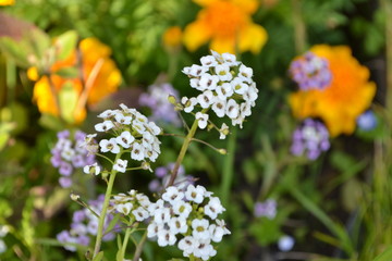 flowers in the garden