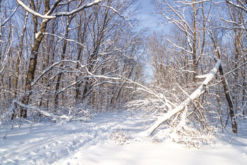 ski tracks in a sunny snowy winter forest, snowdrifts, snow on tree branches, broken by hurricane tree in the foreground