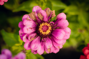 Bad gerbera flower