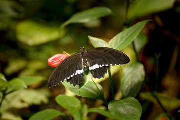 Battus belus Swallowtail butterfly on green leaf
