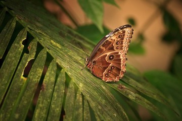 Owl Butterfly (Caligo Memnon)