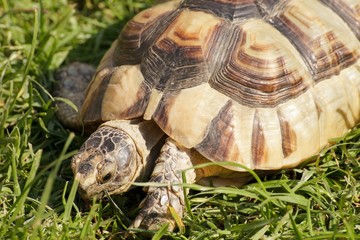 African Spurred Tortoise (Geochelone sulcata) in the grass