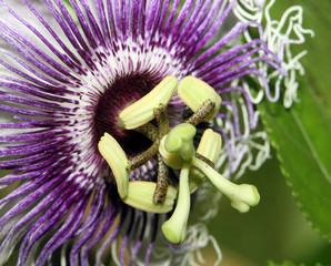passiflora Flower