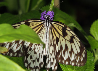 Tree Nympj Butterfly