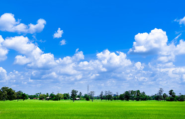 Bright blue sky and cloud with meadow tree and green rice fields