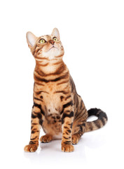Fototapeta premium Bengal cat looking up