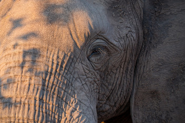 Elephants up close in Zambezi National Reserve, Zimbabwe