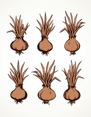 Onion. Vector drawing