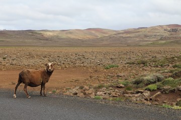 sheep in mountains