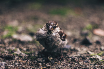 bird of sparrows