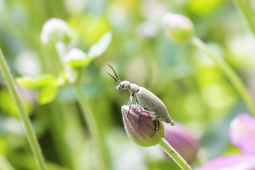 Blister Beetle (Epicauta) Laying Ends During a Cycle of Reproduction on the Top of a Cultivated Flower in Colorado