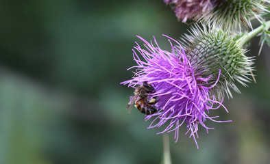 Bee with a piece of honey on the foot, sitting on a flower Thistle...