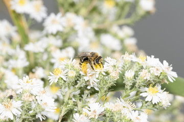 Long-horned Bee (Melissodes) Collecting Pollen on White Wildflowers in Colorado