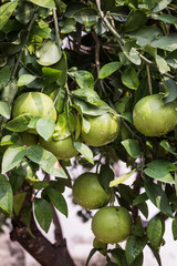 Unripe Green Grapefruit with Tree