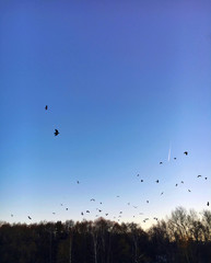 The sky in birds