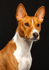 Basenji Dog on Isolated Black Background in studio