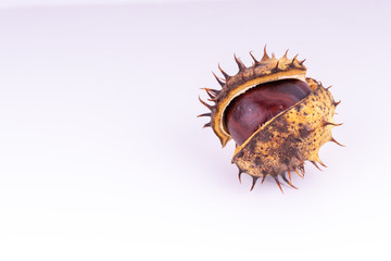 chestnuts in the shell on the surface