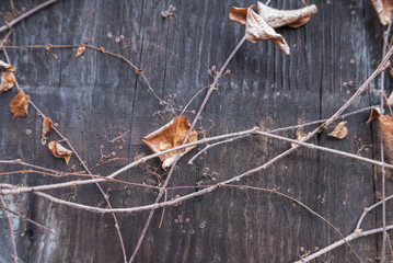 Fond d'automne