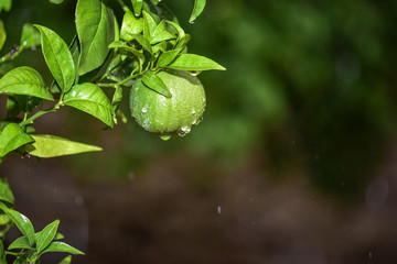 Unripe Green Oranges with Tree