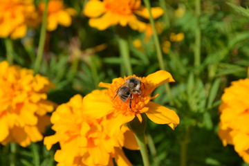 bee on yellow flower