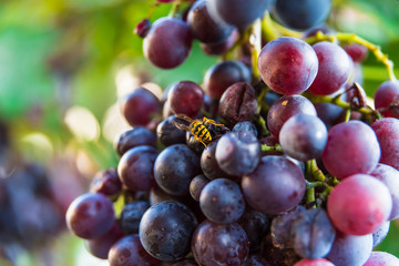 bees on mature sweet grapes