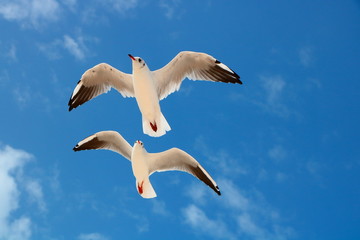 seagull in the blue sky