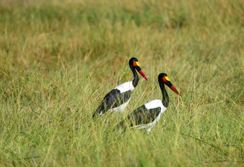 Saddle Billed Storck