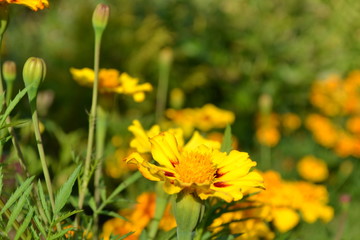 Fototapeta premium yellow flowers in garden