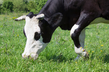cow to eat,the cow goes and eats the grass