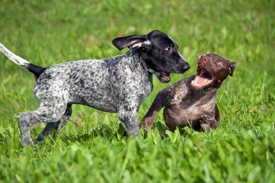 german shorthaired pointer, kurtshaar two spotted little puppy, black and brown in a white spot, playing on the grass together, funny muzzles, sunny day, bright photo