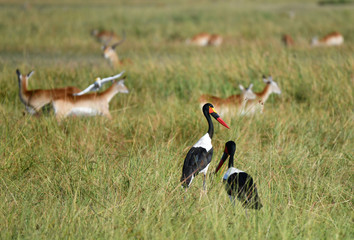 Saddle billed storck