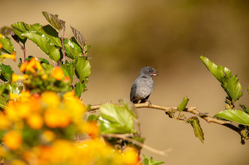 Slaty Flowerpiercer (Diglossa plumbea)  in a tropical garden, Costa Rica