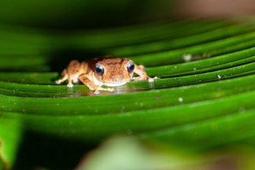 Rain frog (Eleutherodactylus sp.) on a leaf in tropical rainforest, Costa Rica