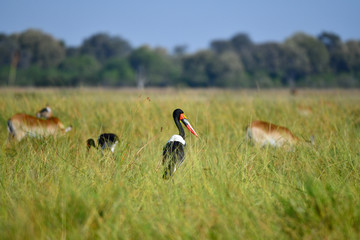 Saddle Billed Storkc