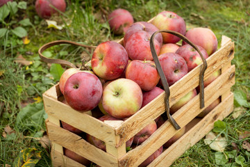 Fresh organic autumn apples in a wooden garden box.