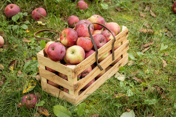 Fresh organic autumn apples in a wooden garden box.