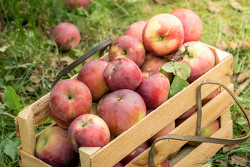 Fresh organic autumn apples in a wooden garden box.