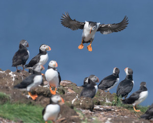 Atlantic puffin making a landing on nesting colony near Ellistion, Newfoundland