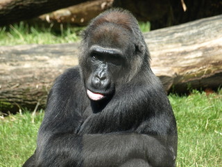 Gorilla