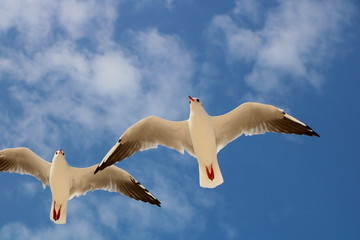seagull flying in the blue sky