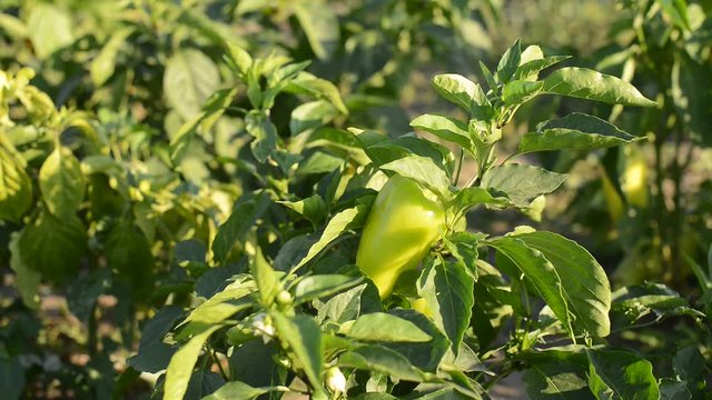 Bulgarian pepper in the garden