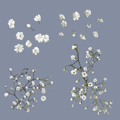 Vector Isolated Babys Breath Flowers