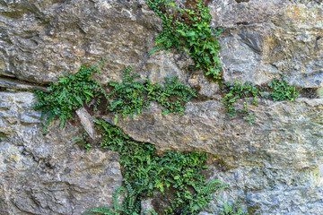 Stone background with ivy/ Old wall witn greens / Rock and plants