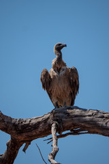 Vulture in Chobe National Park, Botswana
