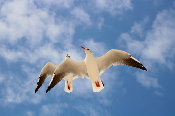 seagull flying in the blue sky